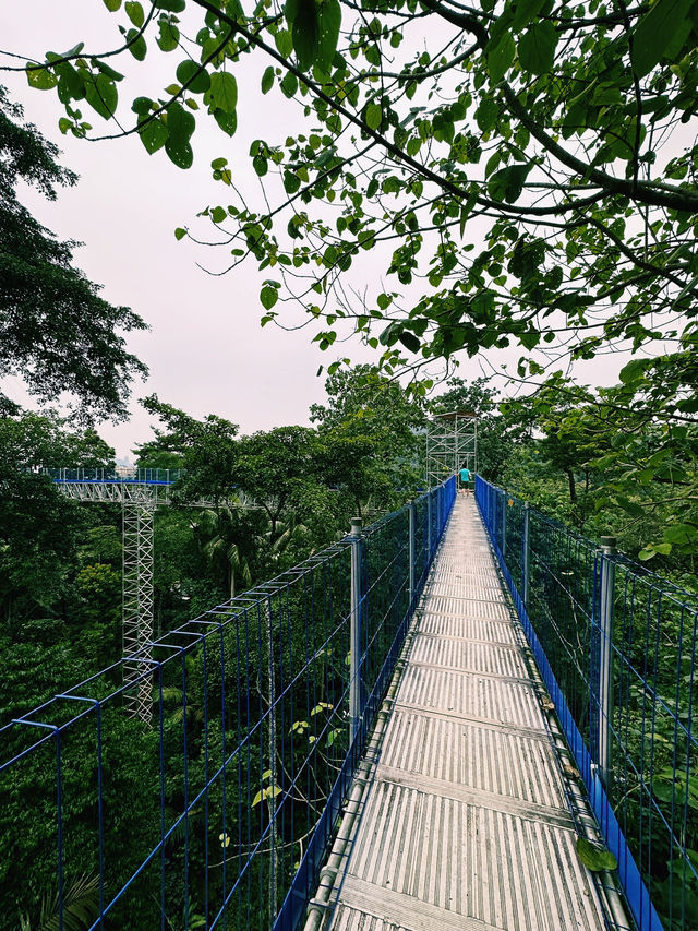 Walking Above the Trees at Forest Skywalk, Kepong