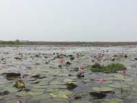 🌸 Travel Blog: Red Lotus Sea (Talay Bua Daeng), Udon Thani 🌸