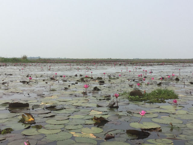 🌸 Travel Blog: Red Lotus Sea (Talay Bua Daeng), Udon Thani 🌸