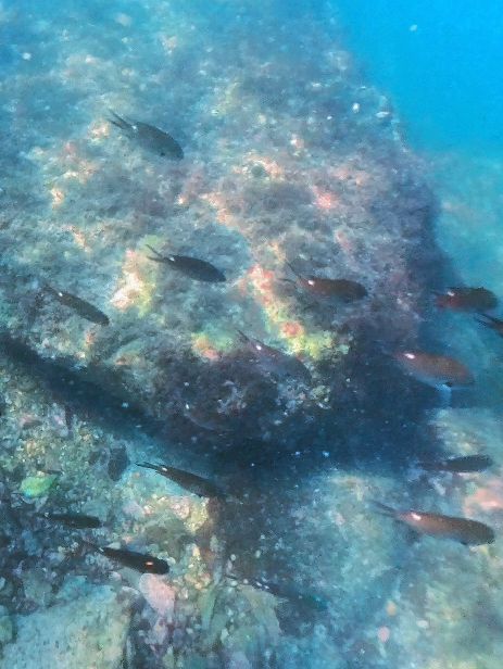 요즘 핫플 부산 근교 스노클링 명소 윤돌섬 🐟