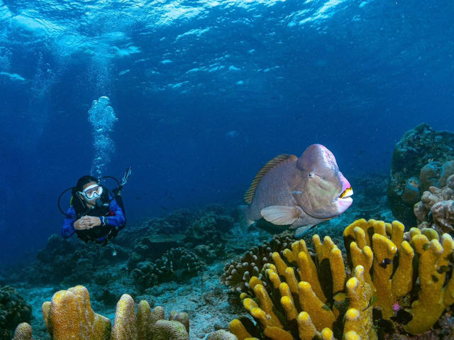 ดำน้ำที่ สิปาดัน สวรรค์ใต้น้ำ มาเลเซีย