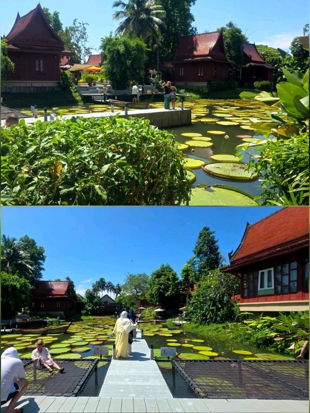 泰國布吉人氣航拍✨️ Café☕️ 絕美荷花池《Ma Doo Bua 》