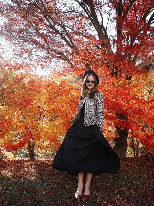 Lake Kawaguchi Maple Corridor🗻🍁 河口湖もみじ回廊