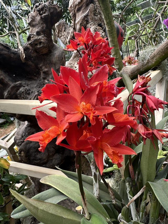 Shanghai Botanical Garden