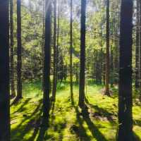 Rold Skov