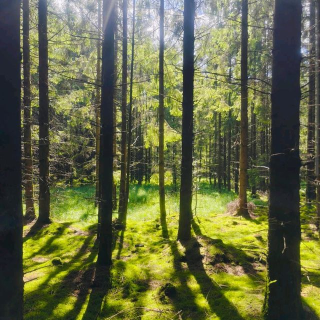 Rold Skov