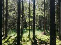 Rold Skov