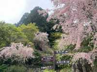 #勝尾寺