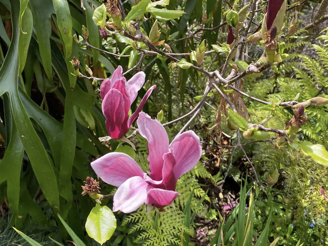 Ayrlies Garden and Wetlands