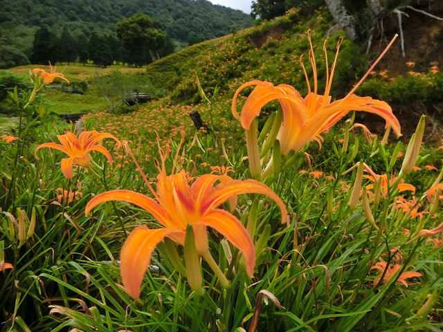 沐浴在滿山遍野的金針花海中一花蓮赤科山