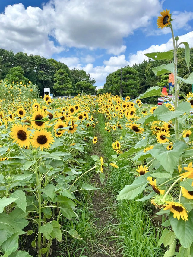 🎨 Art Meets Nature at Kasai Rinkai Park