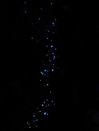 Twilight Trails and Tiny Lights: Exploring Gold Coast’s Rainforest Glow Worms