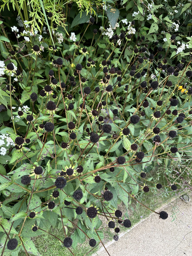 Kobe herb garden