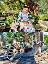 🌟ชมความน่ารักของ”ฝูงลีเมอร์หางแหวน“ แห่งแรกในไทย