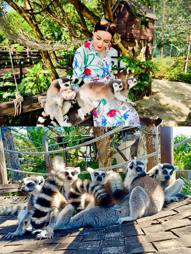 🌟ชมความน่ารักของ”ฝูงลีเมอร์หางแหวน“ แห่งแรกในไทย