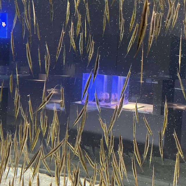 【北海道/札幌🇯🇵】都市の真ん中に現れた、夜まで楽しめるアート🐟 AOAO SAPPORO