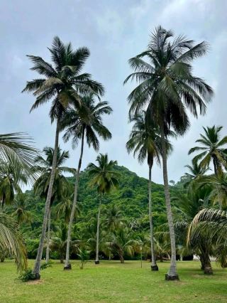 未馴的天堂：Playa Brava Tayrona