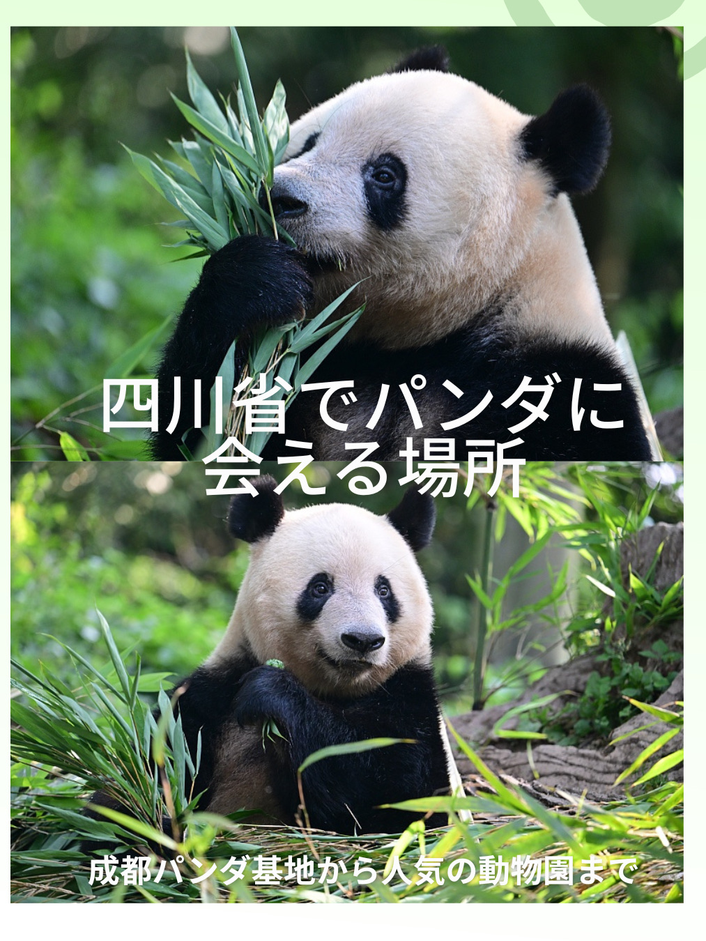 China has many places to see pandas, including nature reserves where wild pandas live, panda breeding and research facilities, and casual zoos. Sichuan Province, in particular, is famous as the home of pandas, with many popular spots, including nature reserves, breeding facilities, and general stores. Here's a clear guide to the best spots in China to see pandas. Use this information to help plan your trip!

[Important Notices] Panda Viewing Etiquette
★ The best time to visit pandas is late summer through autumn. This is when pandas are most active, and you may have a chance to see baby pandas. Births usually occur around August.
★ Pandas are most active between 8:30 AM and 10:30 AM, making this the ideal time to observe them.
★ Binoculars and a telephoto camera are recommended for viewing pandas.

Important Notices
Flash photography and loud voices are prohibited.
Follow staff instructions when feeding.
Avoid weekends and holidays; weekday mornings are recommended.

★If you want to see pandas in person, we recommend Sichuan Province (with ample facilities in Chengdu and Wolong).
★If you're short on time, zoos in Beijing, Shanghai, and Guangzhou are also fine!
(Please check the official website of each facility for the latest information.)

Go see pandas in China!
China is known as the home of pandas, and Sichuan Province in particular is world-famous as a habitat for wild pandas. However, there are actually facilities throughout China where you can see pandas, so you can easily visit them while traveling! This guide introduces carefully selected recommended spots to see pandas, from nature reserves in Sichuan to zoos in major cities. If you're traveling to China, be sure to go and meet some adorable pandas! 🐼💕

#AsiaTravel #ChinaTrip #Panda #LocalGuides