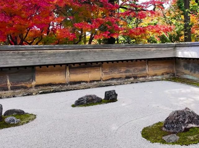 京都龍安寺秋日賞楓必到秘境🍁一場視覺與心靈的雙重盛宴