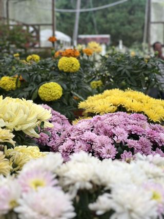 เฟรเซอร์ส ฮิลล์ เอสเคป 🌧️