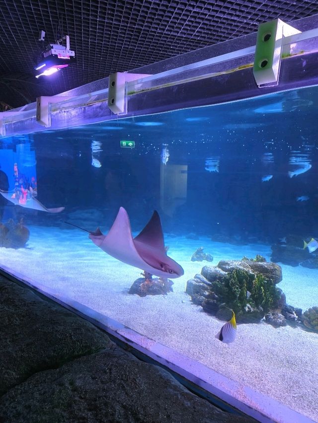 SEA LIFE  ย้อนวัยเด็กที่อควาเรียมกลางกรุง 🐠🪼🪸