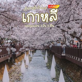 韓国の桜シーズンに旅行しよう！ポッコッ（桜）4日3泊の旅