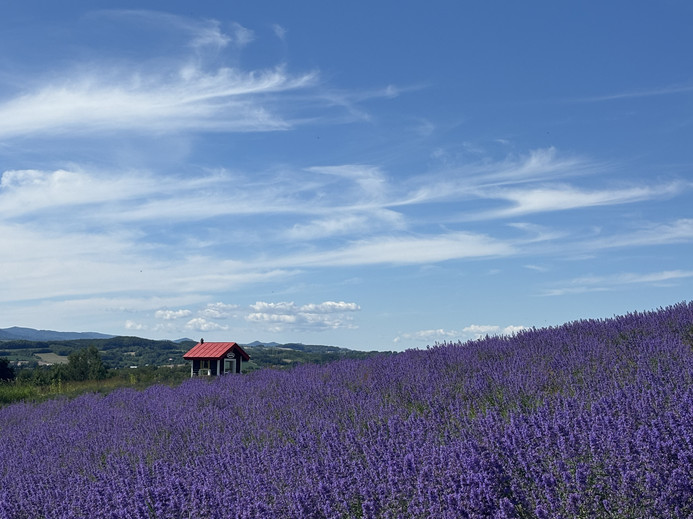Hokkaido Kamifurano Hinode Bliss🌸 | Trip.com 上富良野町