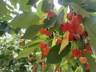 홋카이도｜오하시 체리 농원 Ohashi Cherry Farm: 직접 따서 바로 먹는 체리 무제한 리필!.