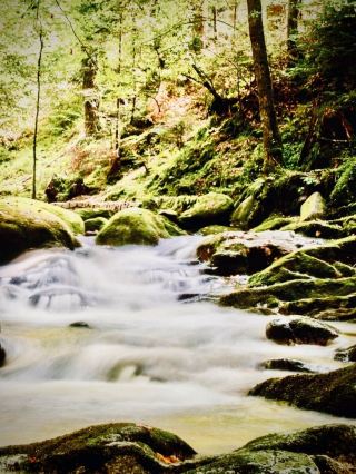 エストニア ルフヌ島の崖の苔むす草原から教会の森の小道へ。
