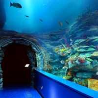 Sharjah Aquarium: A Must-Visit Ocean