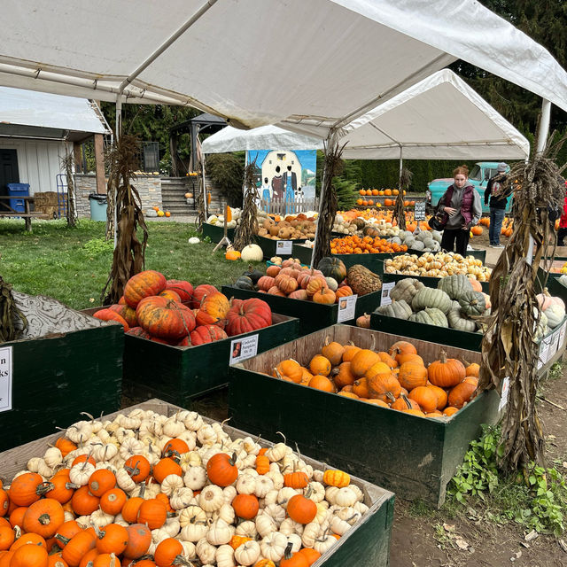 「溫哥華Willow View Farm」：南瓜摘蘋果、觀羊樂趣，週末放假最佳時刻