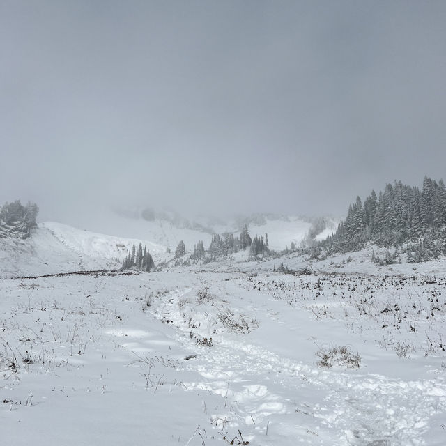 The winter wonders of the majestic Mt. Rainier!