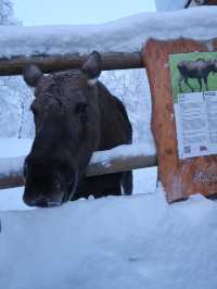 Where are the arctic animals!?