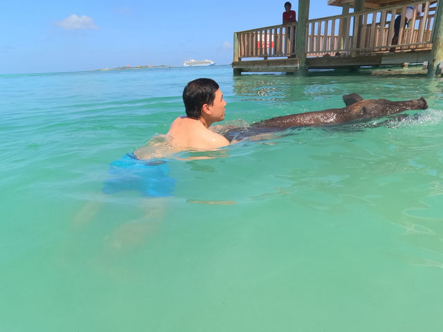 Swim with Pigs & Chill on South Beach Swim with Pigs & Chill on South Beach