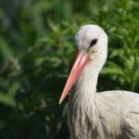 Lovely animal in Tierpark…Greifswald