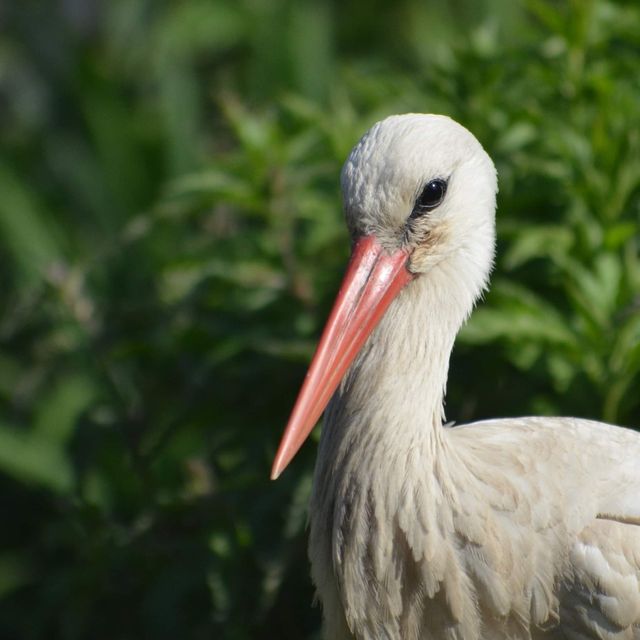 Lovely animal in Tierpark…Greifswald