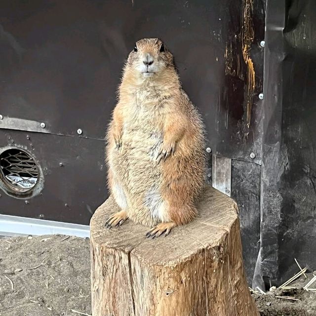🦘札幌北部野生動物園🦔日本最危險的動物園