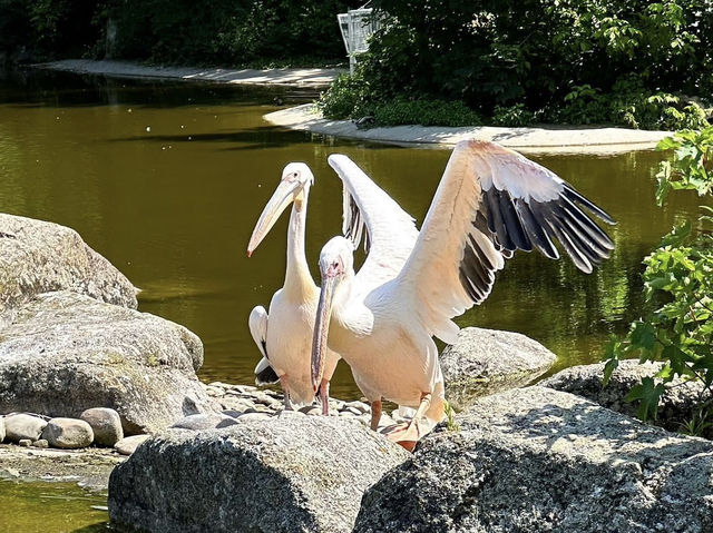 A day at Lyon Zoo 🇫🇷