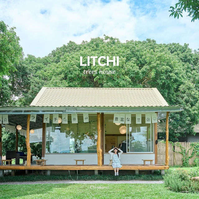 Litchi trees house 🏡 