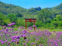 Hokkaido flower park in Thailand 🇹🇭 