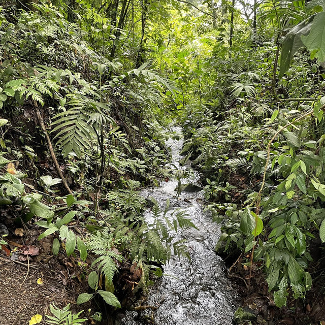 A volcano in the rainforest 