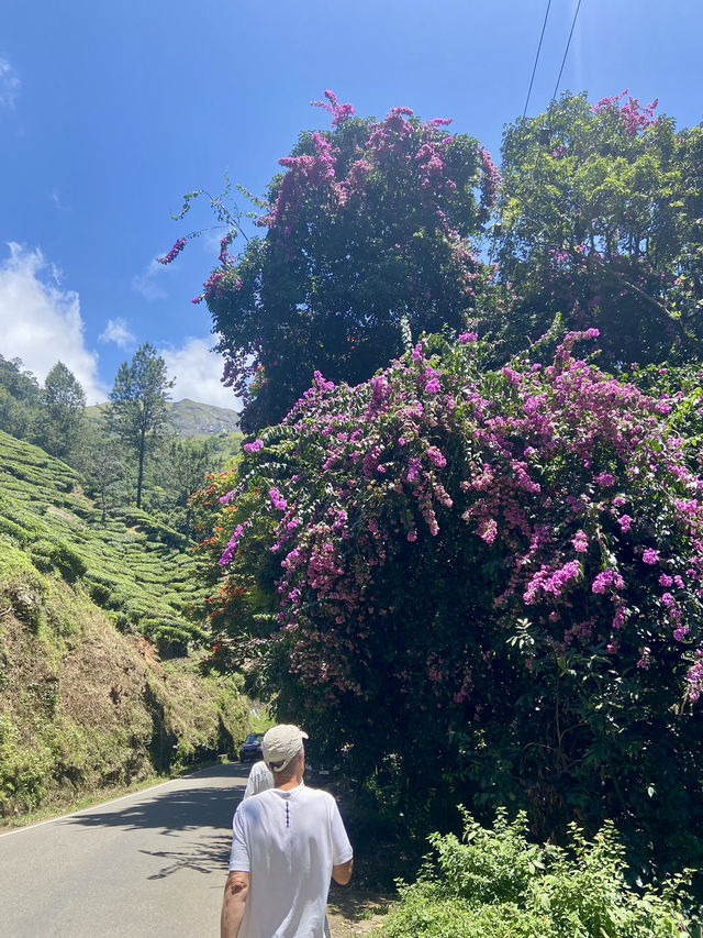 Birdwatching Around Lakkon Falls