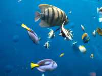 Fukushima aquarium 
