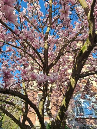 📍Address: Kurpark in Bad Homburg, Germany
💞Recommended reason: Spring, around April 1 to April 30. This park, a large fresh garden, has many beautiful flowers in full bloom. Magnolia trees that are many generations old, cherry blossoms are also blooming at this time. Both are beautifully decorated and the garden is beautiful. There is also a Thai pavilion in the middle of the garden, which is very beautiful.🏖️Environment/Facilities: The weather is very warm, 10-18 degrees Celsius.
