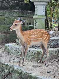 🦌 Nara Day Trip: What to See and How to Get There from Kyoto/Osaka