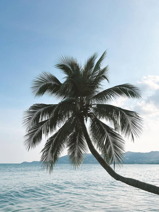 🌴 Koh Samui: Thailand’s Irresistible Tropical Poem 🐚🌺  