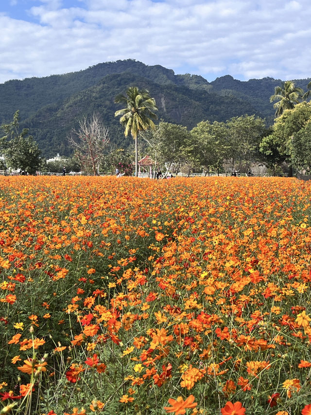 美濃花海漫遊美照隨手拍 美濃花海漫遊美照隨手拍