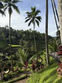 Epic Indonesia: Jungle Vibes, Island Hopping, and Bali Dreams 🌴🦎✨