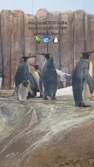 The Montreal BIODOME is the most beautiful LIVING museum in Canada 🦜🐟🐧