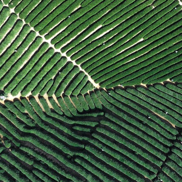 Longwu Tea Village without Travel Agency 🍵